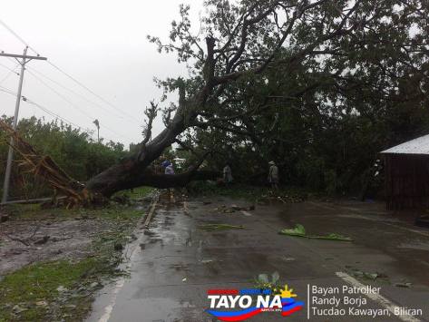 Uprooted Tree at Kawayan Biliran